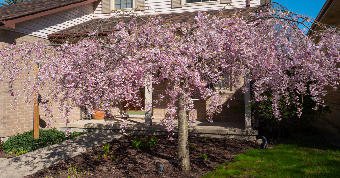 May 2024 Newsletter